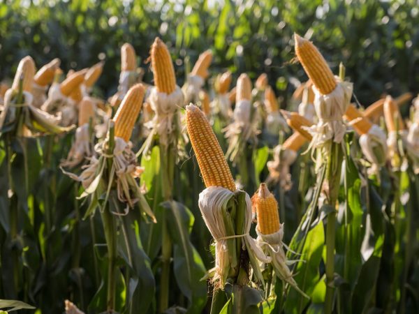 Os Segredos do Campo: Saiba Tudo Sobre Produção e Crescimento do Milho