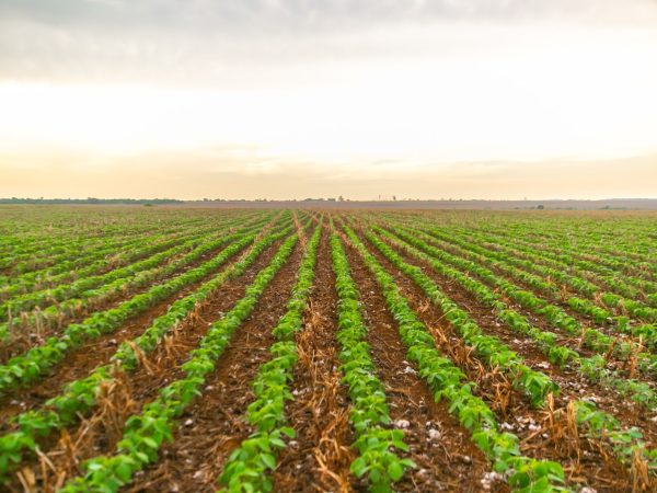 Como Proteger Seu Investimento no Agro: Um Olhar sobre Seguradoras Agrícolas