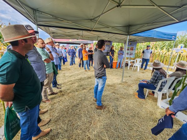 Do Plantio à Colheita: Consultorias Agrícolas que Fazem a Diferença