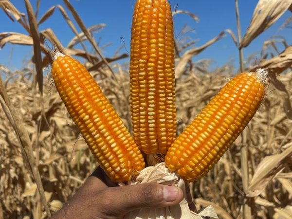 Produce lança híbrido de milho tolerante a pythium