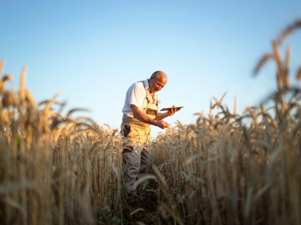 Protegendo Seu Futuro no Campo: Tudo sobre Seguro de Colheita