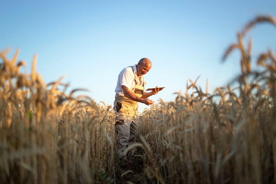 Protegendo Seu Futuro no Campo: Tudo sobre Seguro de Colheita